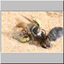 Andrena barbilabris - Sandbiene 01 Paarung.jpg